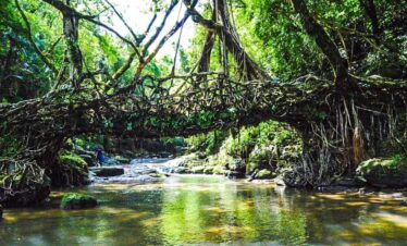 Living Root Bridge, Riwai