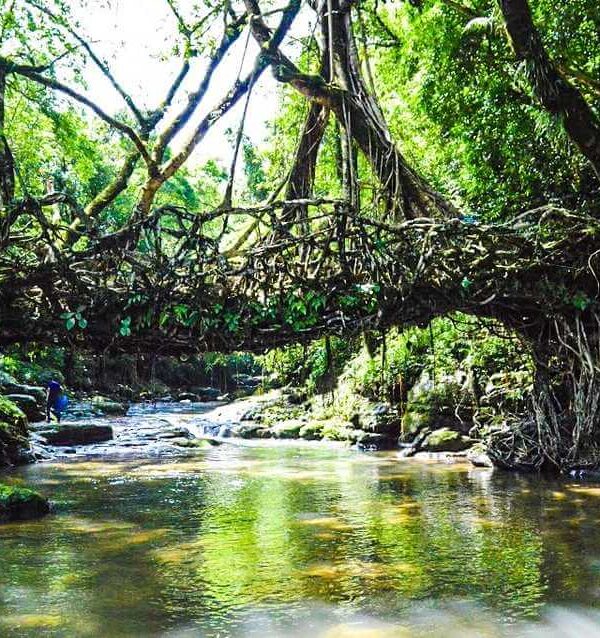 Living Root Bridge, Riwai